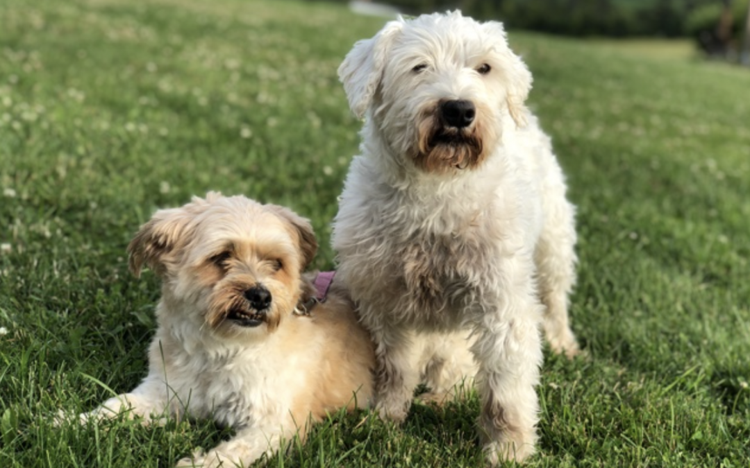 The PEI Humane Society raises funds for dental surgery for two senior dogs