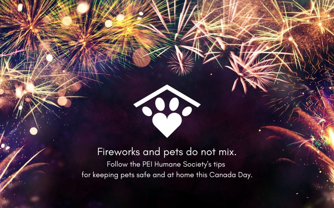 Fireworks & Your Pet