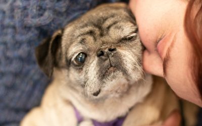Pet-Inclusive Living: Write a Pet Resume!