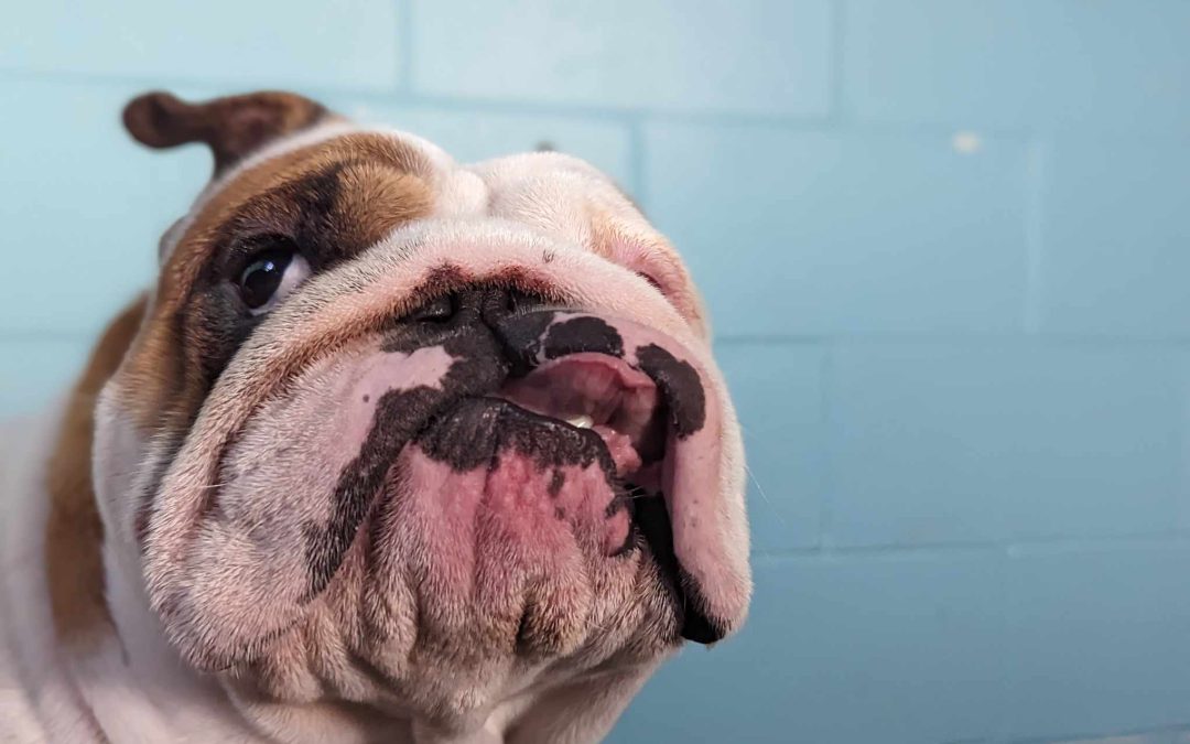 UPDATE: Shanty, the little bulldog that could!