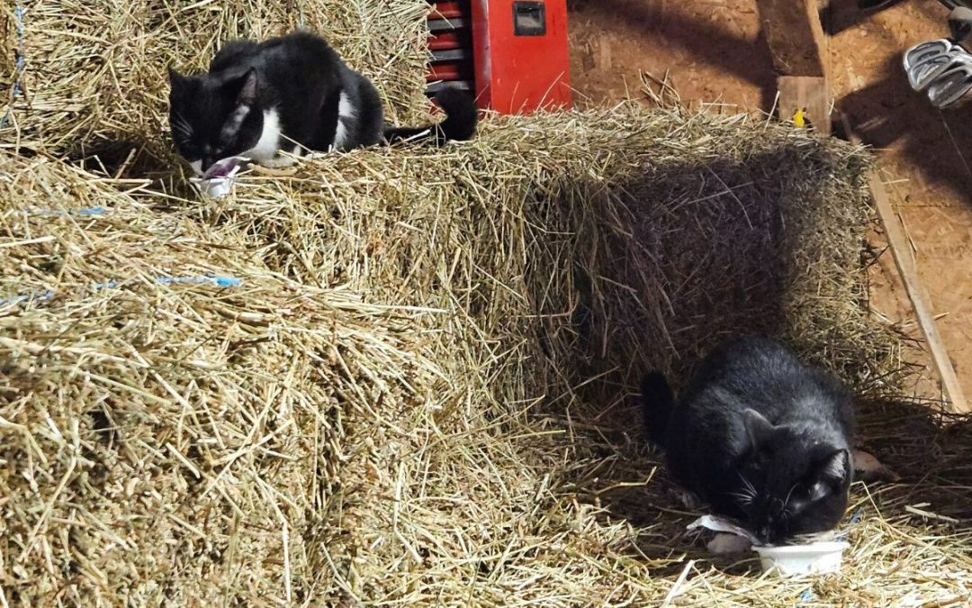 Happy Adoption, Barn Cats Kai & Kyle